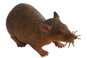 Strech Kahverengi Fare thumbnail 3