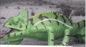 Kutulu Model Bukalemun thumbnail 2
