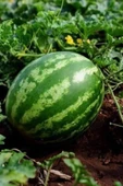 Karpuz Tohumu 10 Gr thumbnail 2