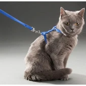Kedi Tasması thumbnail 5