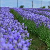Süsen Çiçeği Zambak Iris Mor 15-30 Cm thumbnail 2