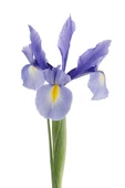 Süsen Çiçeği Zambak Iris Mor 15-30 Cm thumbnail 1