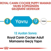 Cocker Yavru Köpek Maması 3kg thumbnail 5