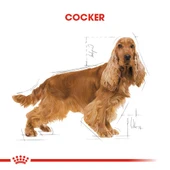 Cocker Kuru Köpek Maması 3kg thumbnail 5