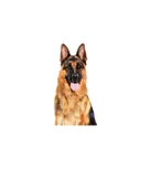 Maxi Adult Can 410 Gr thumbnail 4