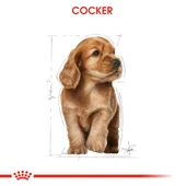 Cocker Yavru Köpek Maması 3kg thumbnail 6
