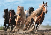 Trefl Puzzle Galloping Horses 1000 Parça thumbnail 1