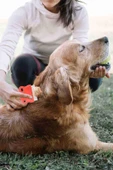 Kedi Köpek Bit ve Pire Tarağı thumbnail 4
