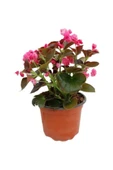 Begonia (Begonya Çiçeği) Pembe 10-20 cm thumbnail 1