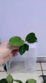 Canlı Bitki L013 Anubias barteri broad leaf thumbnail 3