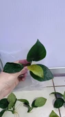 Canlı Bitki L013 Anubias barteri broad leaf thumbnail 6
