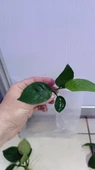 Canlı Bitki L013 Anubias barteri broad leaf thumbnail 8