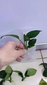 Canlı Bitki L013 Anubias barteri broad leaf thumbnail 4
