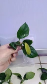 Canlı Bitki L013 Anubias barteri broad leaf thumbnail 5