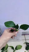 Canlı Bitki L013 Anubias barteri broad leaf thumbnail 7