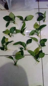Canlı Bitki L013 Anubias barteri broad leaf thumbnail 2