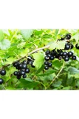 Ocean Spray Cranberry Blackcurrant 1 Lt* 3 Adet thumbnail 4