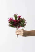 Yapay Defne Demeti 35 Cm 5 Dal (Uv) thumbnail 4