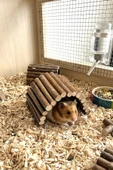 Doğal Ahşap Hamster Tünel Köprü & Yuva thumbnail 1