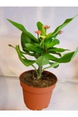 Dikenler Tacı Euphorbia Milli thumbnail 3