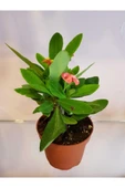 Dikenler Tacı Euphorbia Milli thumbnail 2