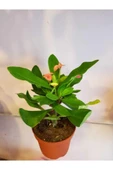 Dikenler Tacı Euphorbia Milli thumbnail 4