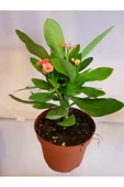 Dikenler Tacı Euphorbia Milli thumbnail 1