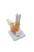 MEDİKALCİM Omurga Ayak Maketi Model 29 thumbnail 3