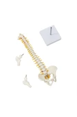 MAXİ Omurga Maketi 45 Cm Model 13 thumbnail 3