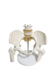 MAXİ Omurga Pelvis Maketi Model 24 thumbnail 1