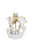 MAXİ Omurga Pelvis Maketi Model 24 thumbnail 3