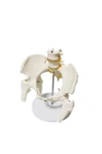 MAXİ Omurga Pelvis Maketi Model 24 thumbnail 2