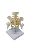 MAXİ Omurga Maketi 45 Cm Model 13 thumbnail 2