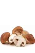 Shitake Mantarı Deneme Kiti thumbnail 1