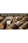 100 gram Shitake Mantar Tohumu Miseli thumbnail 6