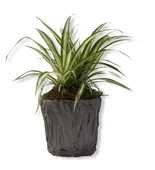 Saksılı Kurdele Çiçeği Chlorophytum Comosum thumbnail 4