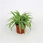Saksılı Kurdele Çiçeği Chlorophytum Comosum thumbnail 2