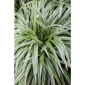 Comosum Kurdele Çiçeği Chlorophytum Comosum 10-20 cm thumbnail 3