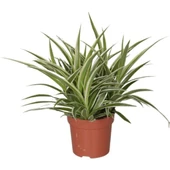 Comosum Kurdele Çiçeği Chlorophytum Comosum 10-20 cm thumbnail 2