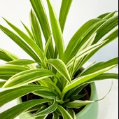 Kurdele Çiçeği Çift Renk Yapraklı 10-20 cm thumbnail 1