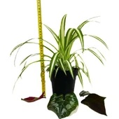 Saksılı Kurdele Çiçeği Chlorophytum Comosum thumbnail 5