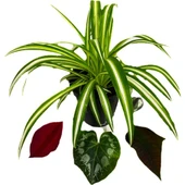 Saksılı Kurdele Çiçeği Chlorophytum Comosum thumbnail 1