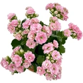 Kalanchoe (Kalanşo) Pembe 10-20 cm thumbnail 1
