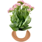 Kalanchoe (Kalanşo) Pembe 10-20 cm thumbnail 2