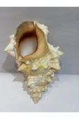 gemsartdeco BURSA BUBO KABUK ORTA BOY thumbnail 6