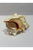 gemsartdeco BURSA BUBO KABUK ORTA BOY thumbnail 1