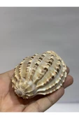 gemsartdeco HARPA SHELL thumbnail 4