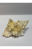gemsartdeco BURSA BUBO KABUK ORTA BOY thumbnail 2