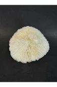 gemsartdeco MANTAR MERCAN thumbnail 3