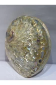 gemsartdeco Abalone Large Whitewidov thumbnail 6